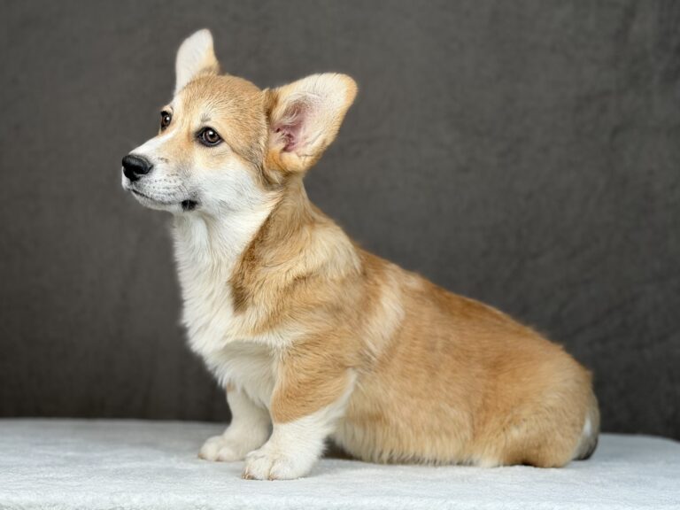 piesek Welsh corgi Pembroke ZKWP/FCI