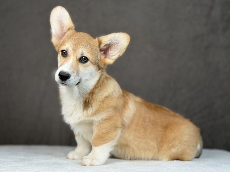 piesek Welsh corgi Pembroke ZKWP/FCI