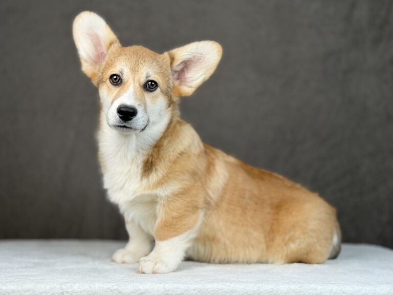 piesek Welsh corgi Pembroke ZKWP/FCI