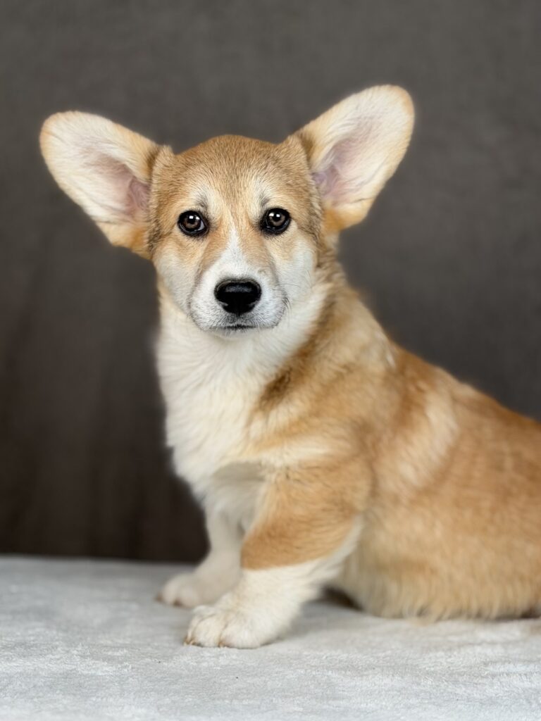 piesek Welsh corgi Pembroke ZKWP/FCI