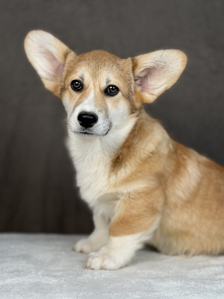 piesek Welsh corgi Pembroke ZKWP/FCI