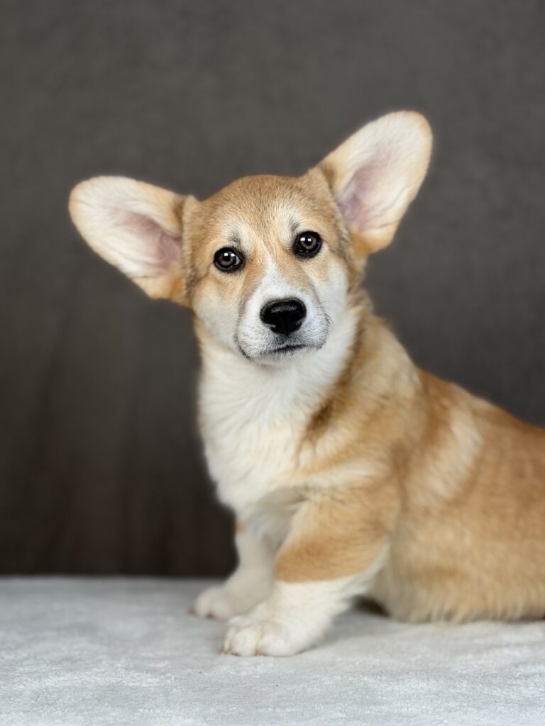 piesek Welsh corgi Pembroke ZKWP/FCI