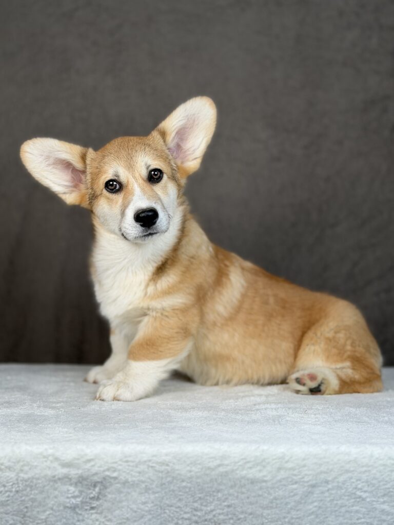 piesek Welsh corgi Pembroke ZKWP/FCI