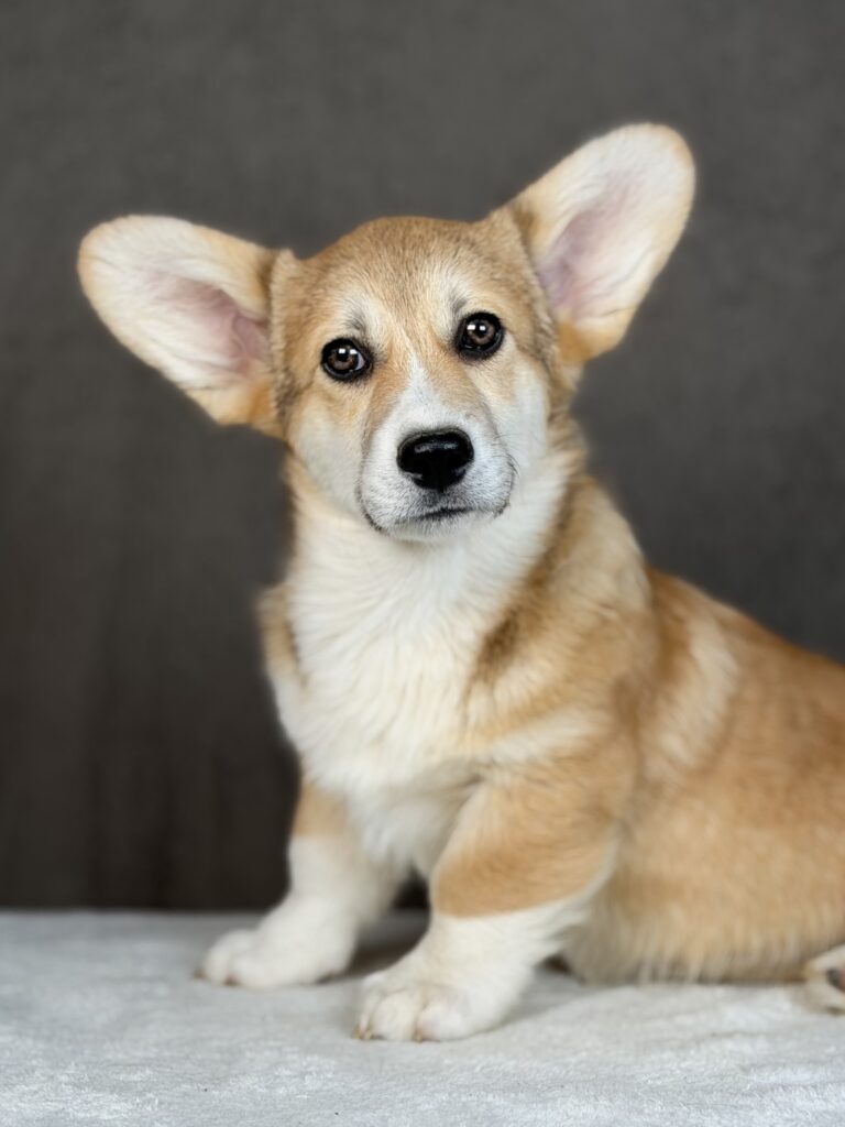 piesek Welsh corgi Pembroke ZKWP/FCI
