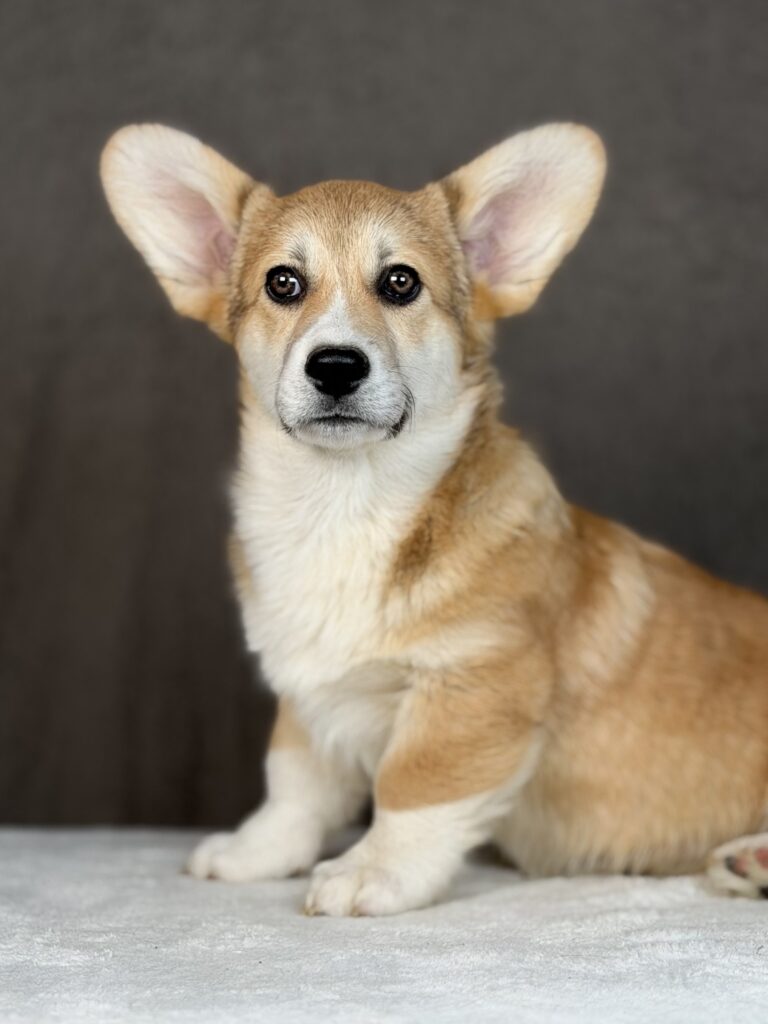 piesek Welsh corgi Pembroke ZKWP/FCI