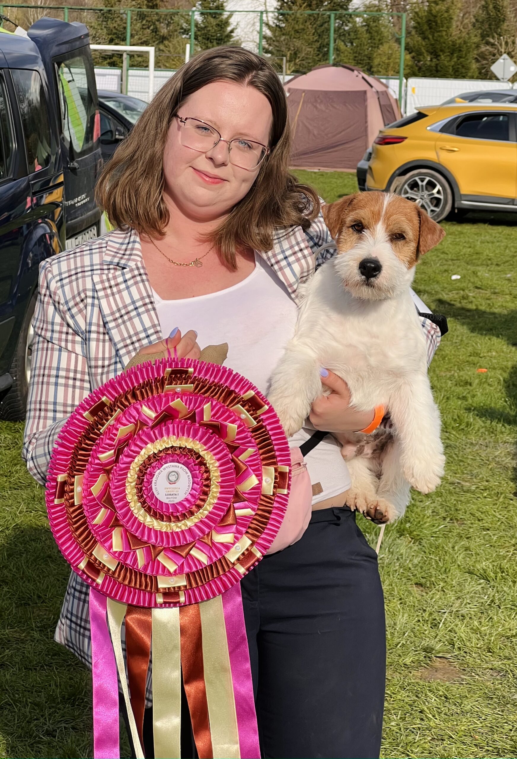 jack russell terrier
