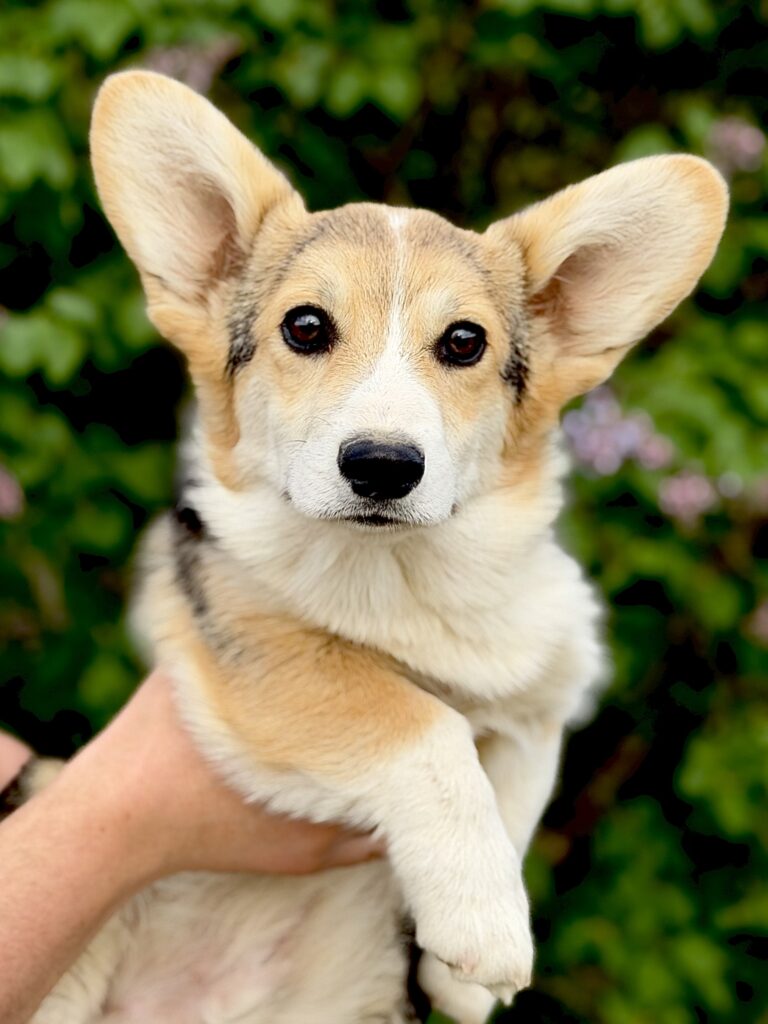 welsh corgi pembroke