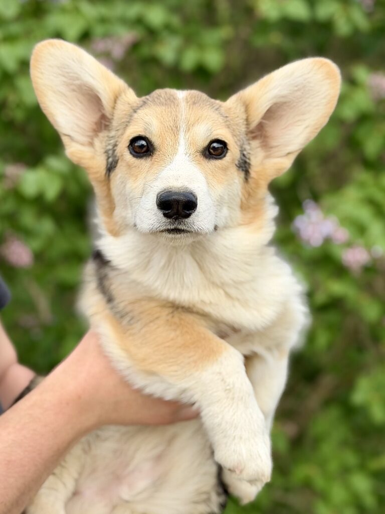 welsh corgi pembroke