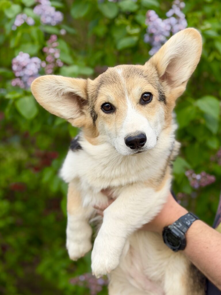 welsh corgi pembroke