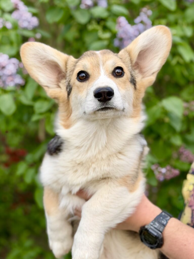 welsh corgi pembroke