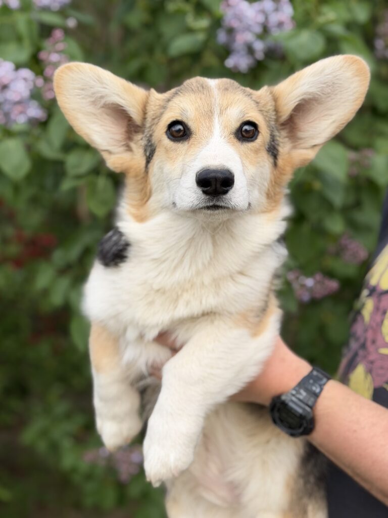 welsh corgi pembroke
