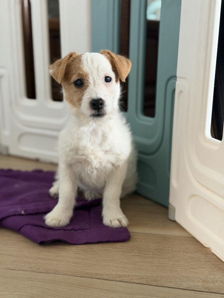jack russell terrier