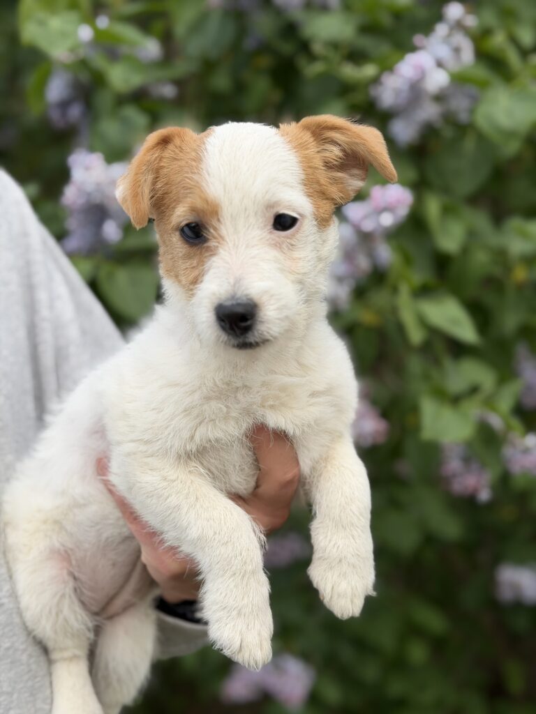 jack russell terrier