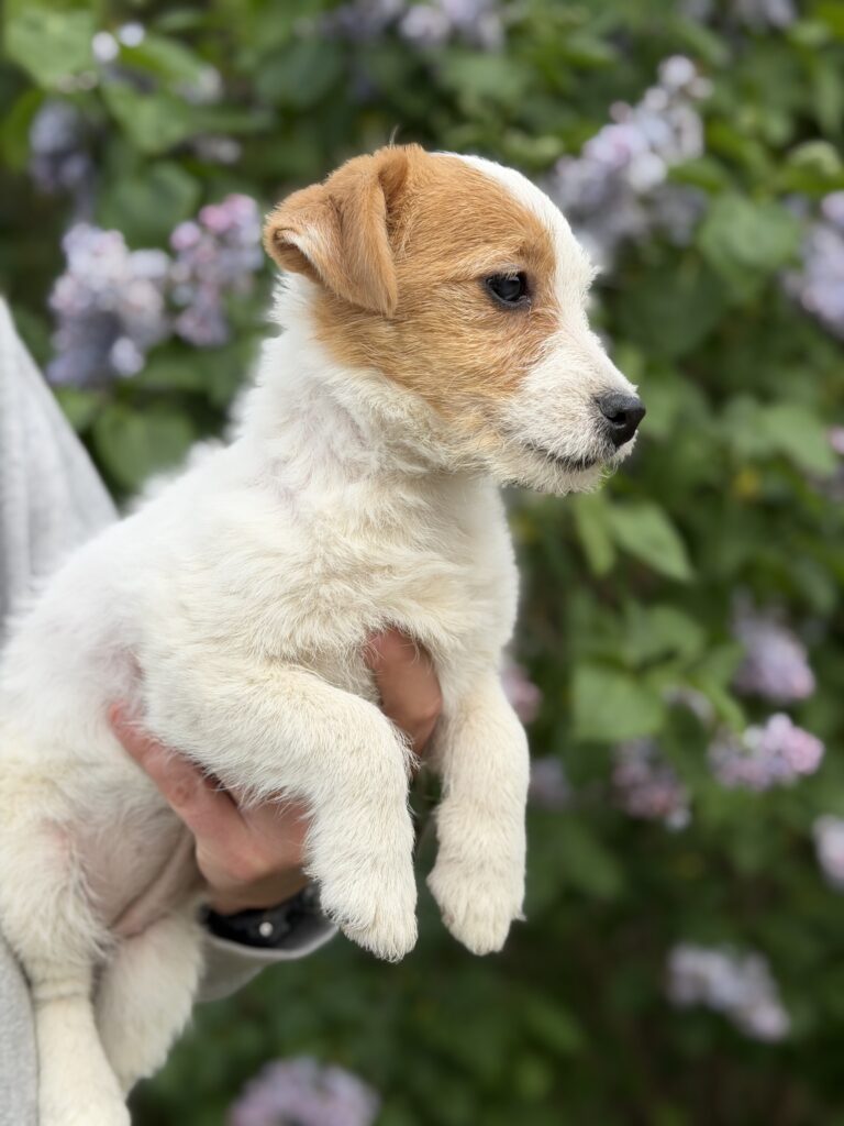 jack russell terrier