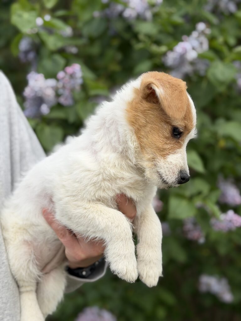 jack russell terrier