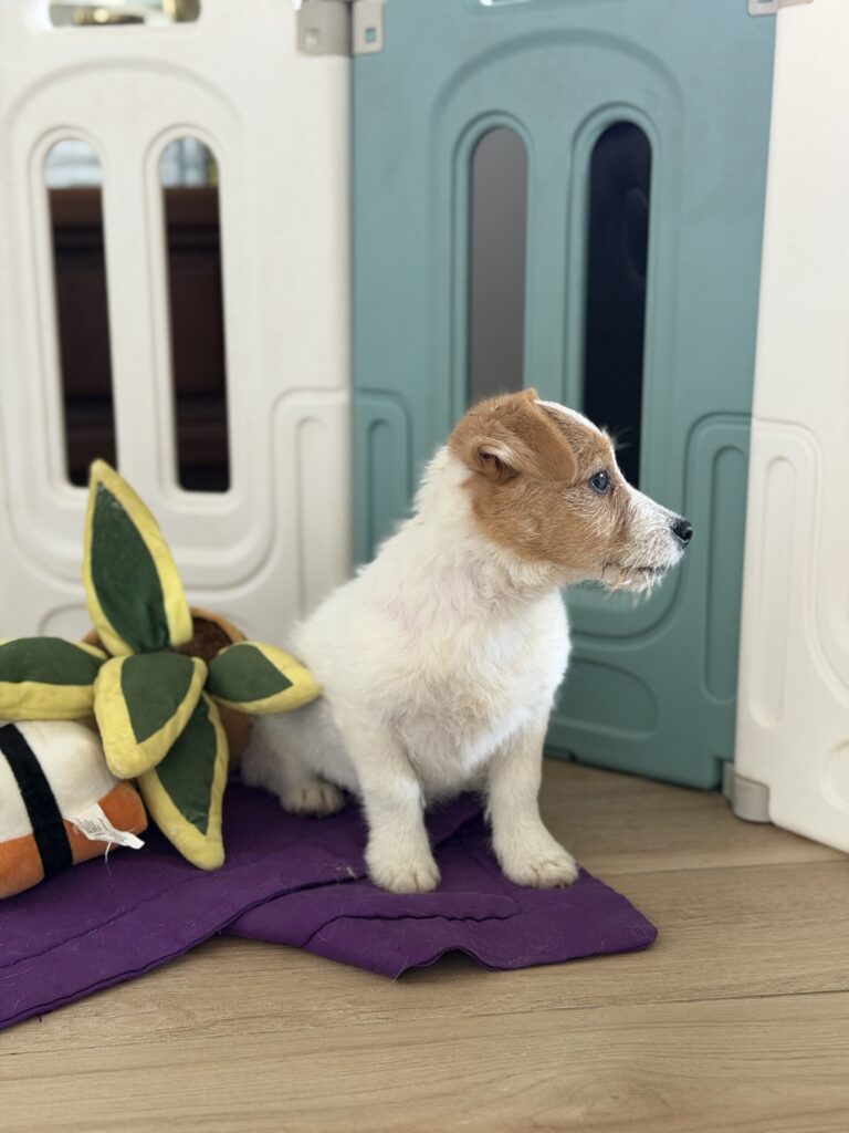 jack russell terrier