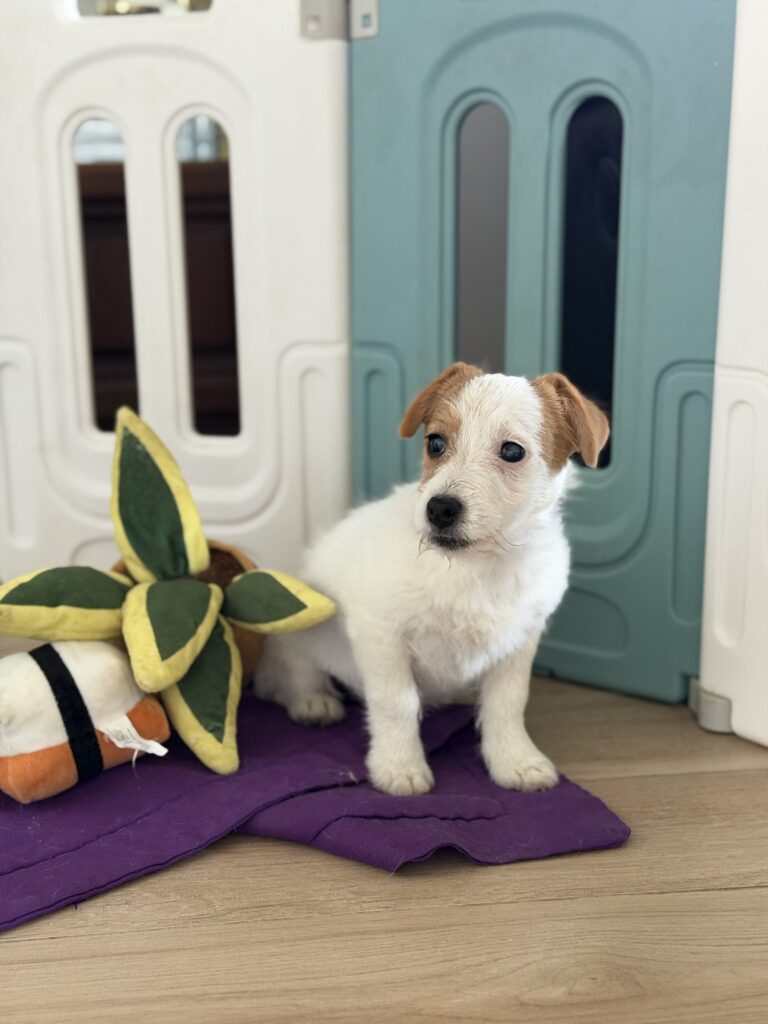jack russell terrier