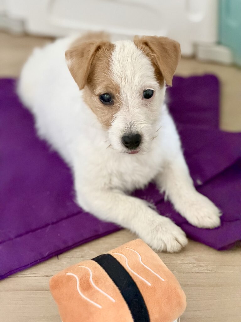 jack russell terrier