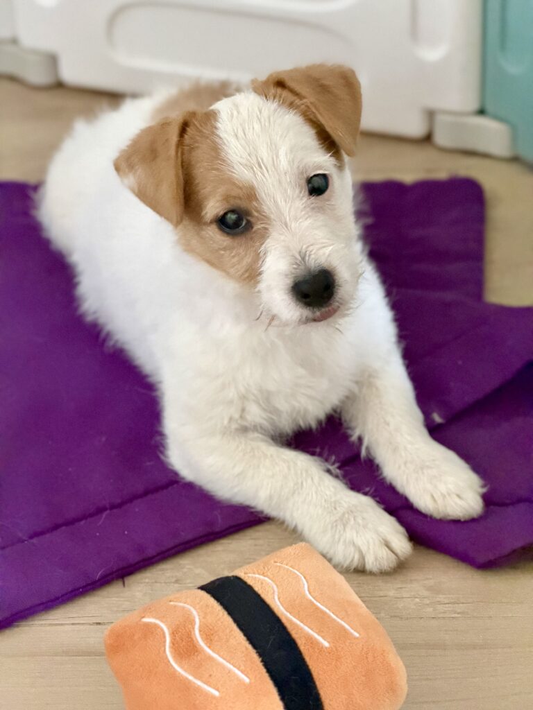 jack russell terrier