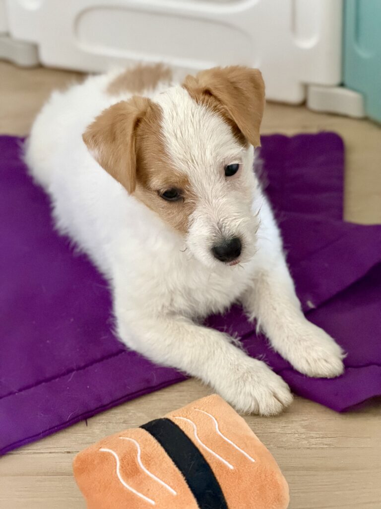 jack russell terrier