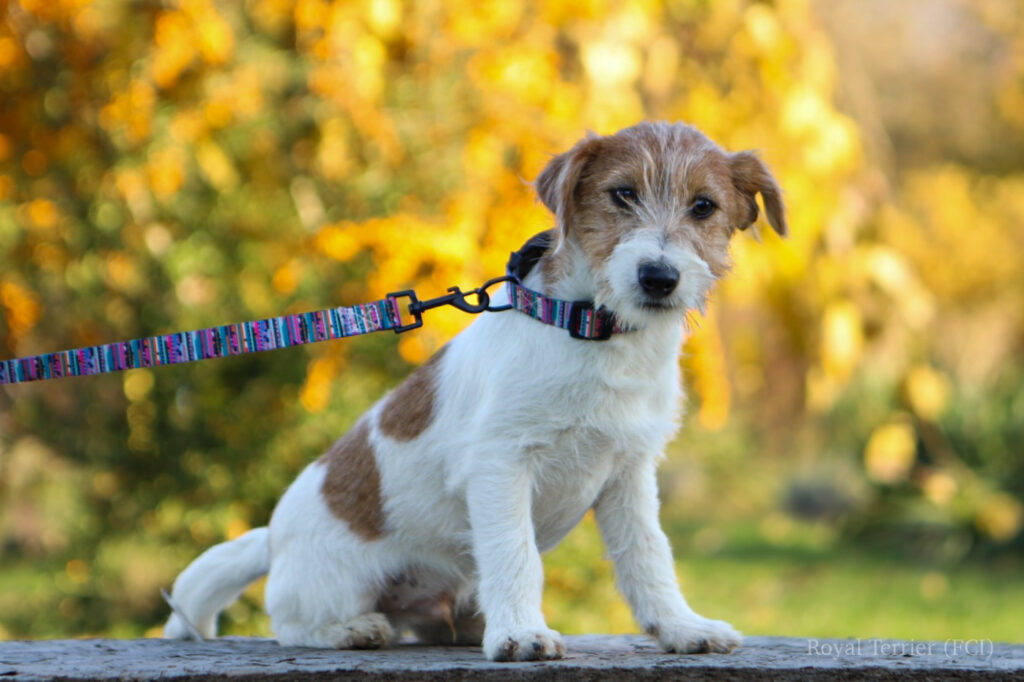 jack russell terrier
