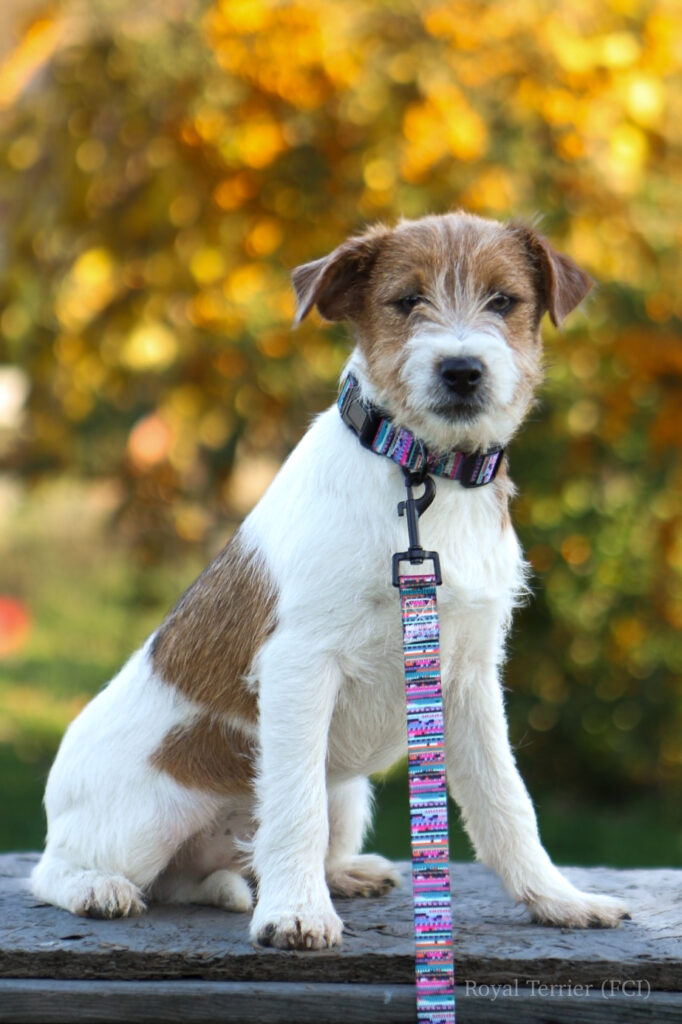 jack russell terrier