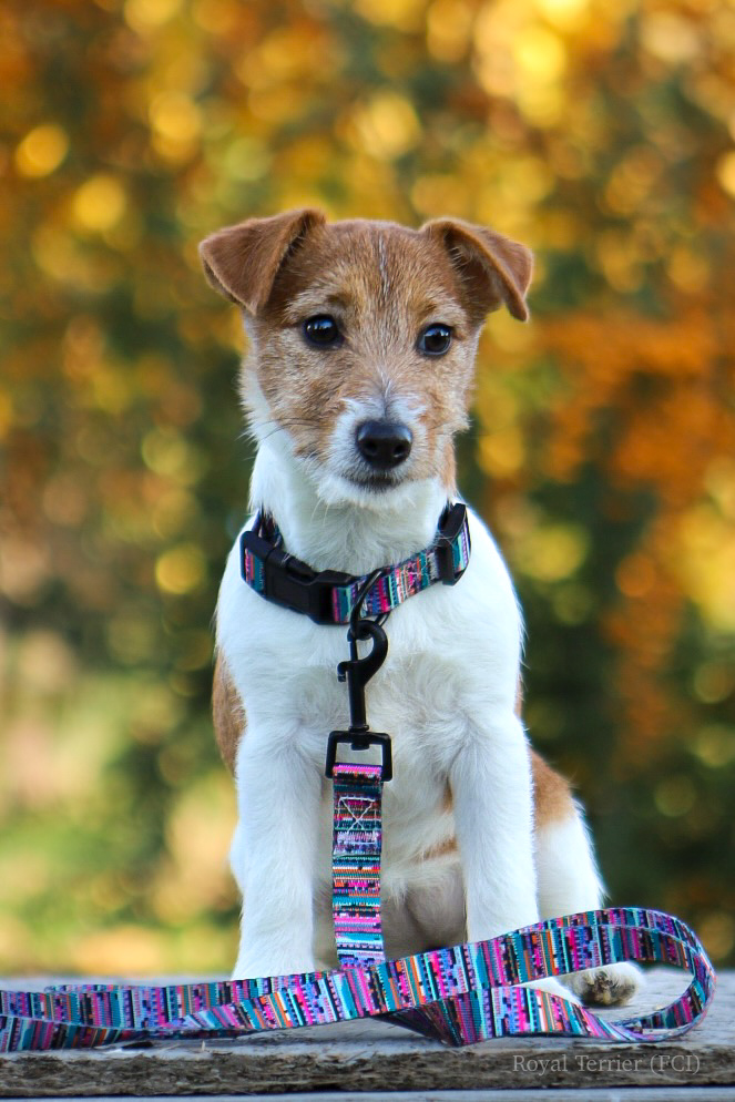 jack russell terrier