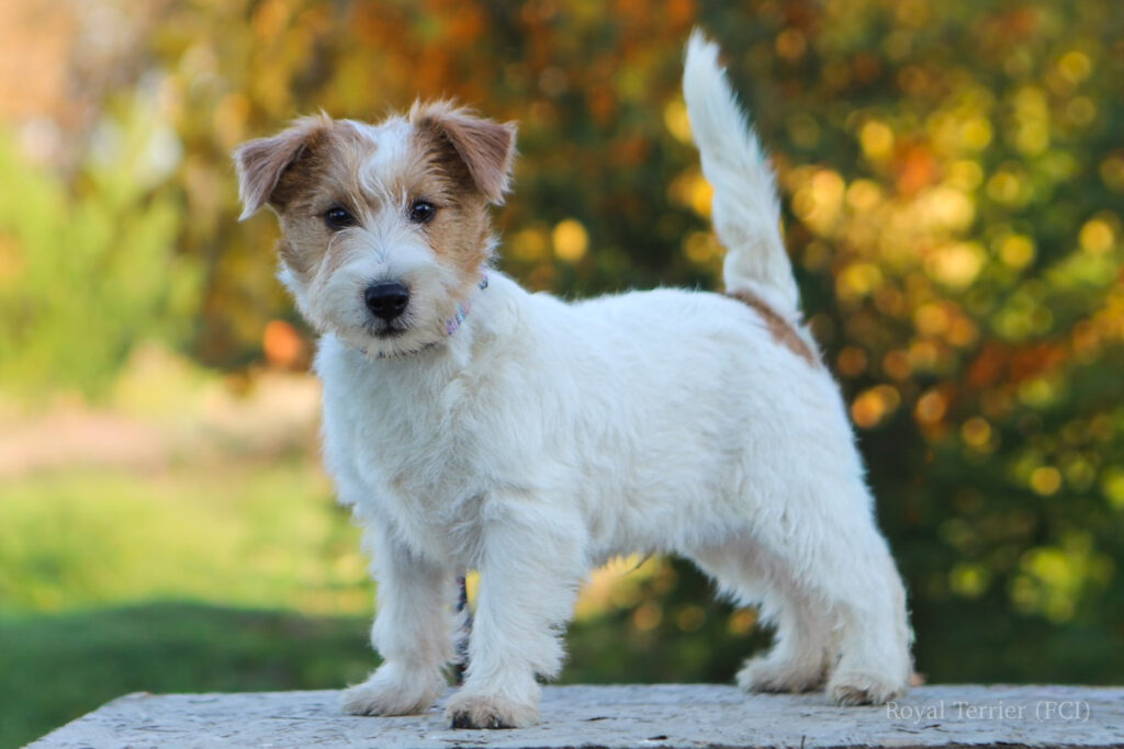 jack russell terrier