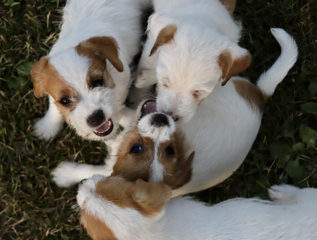 jack russell terrier
