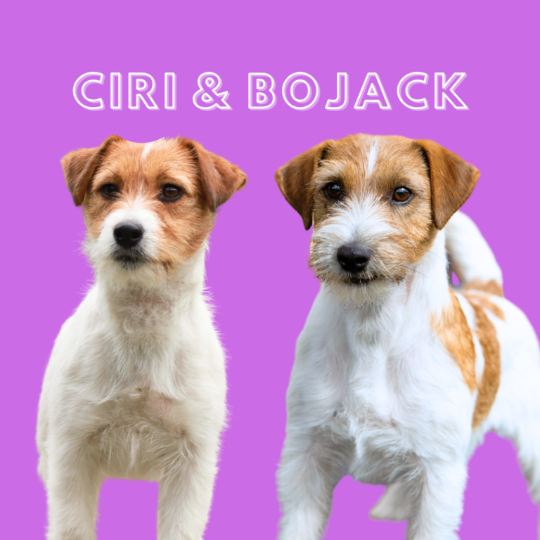 jack russell terrier