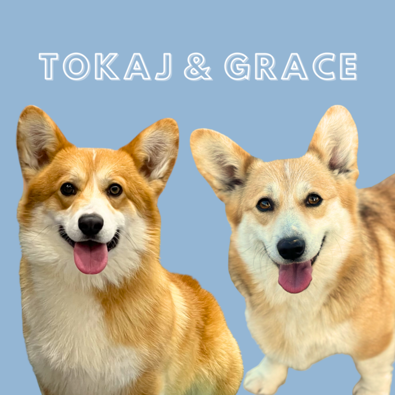 welsh corgi pembroke