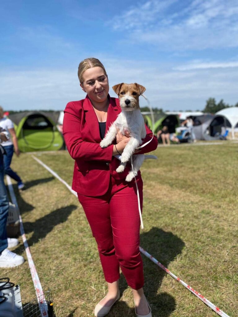 jack russell terrier