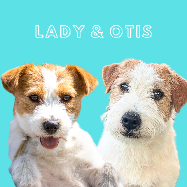 jack russell terrier