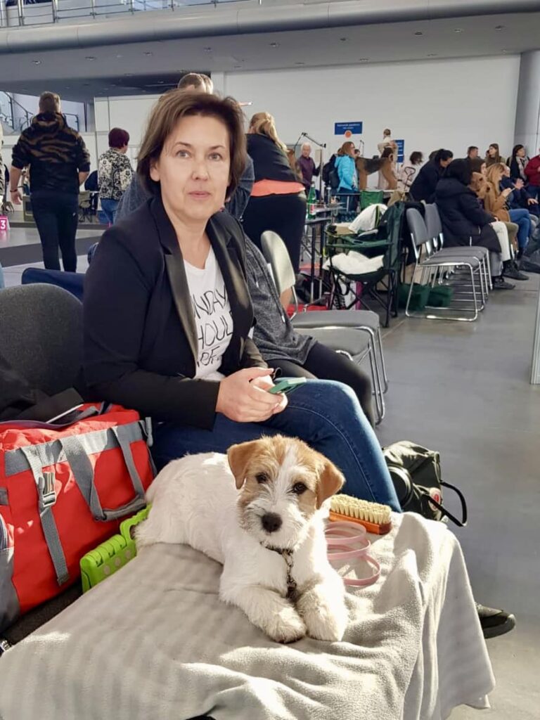 jack russell terrier