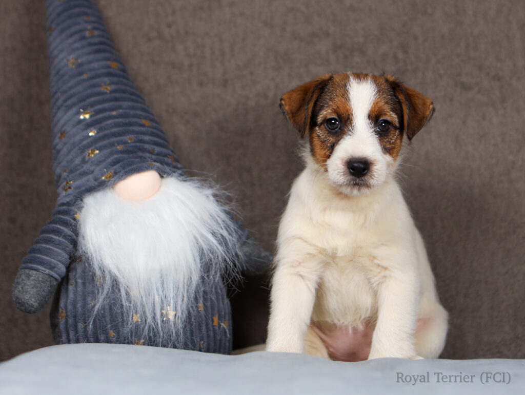 szczenieta jack russell terrier FCI