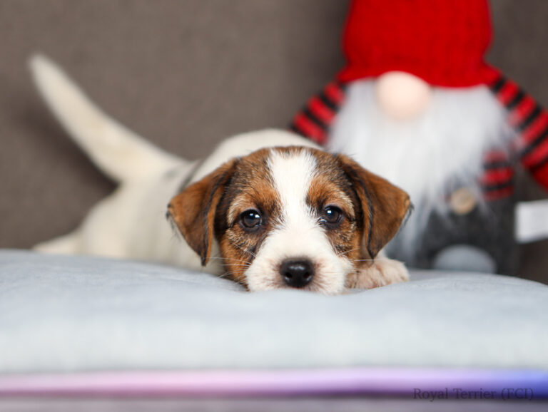 jack russell terrier