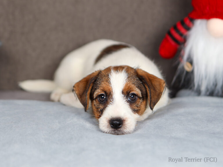 jack russell terrier