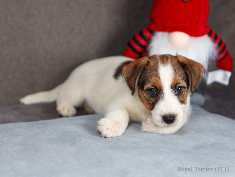 jack russell terrier