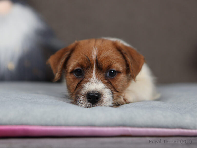 szczenieta jack russell terrier FCI