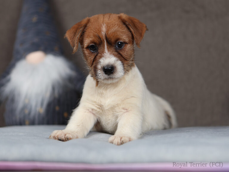 jack russell terrier