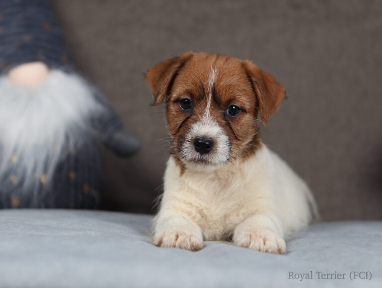 jack russell terrier