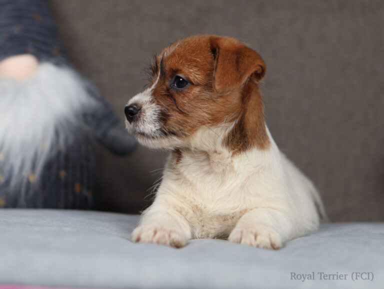jack russell terrier