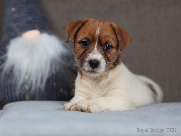 jack russell terrier