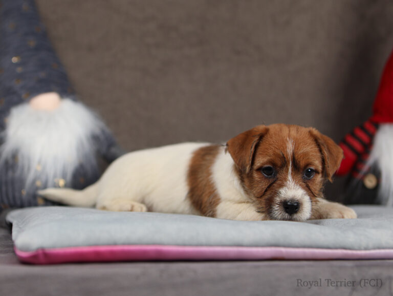 jack russell terrier