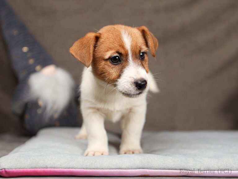 jack russell terrier