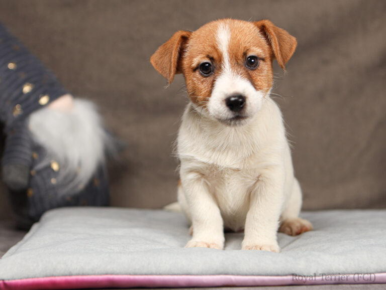jack russell terrier