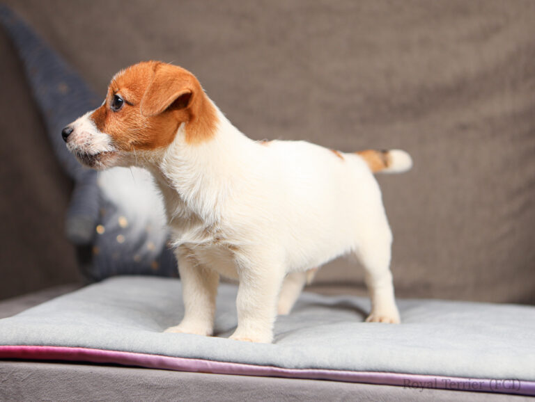 jack russell terrier