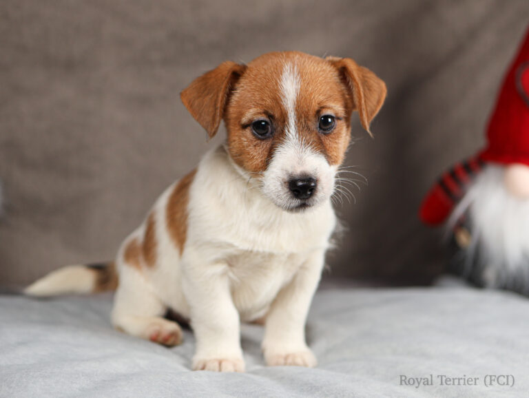 szczenieta jack russell terrier FCI