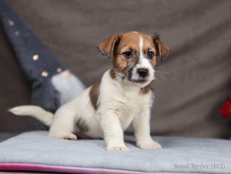 jack russell terrier