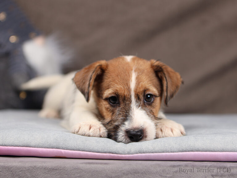 jack russell terrier